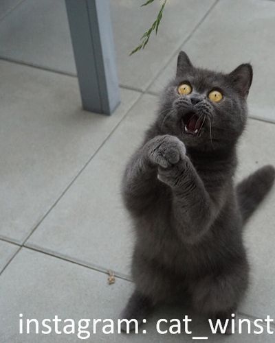 British Shorthair cat