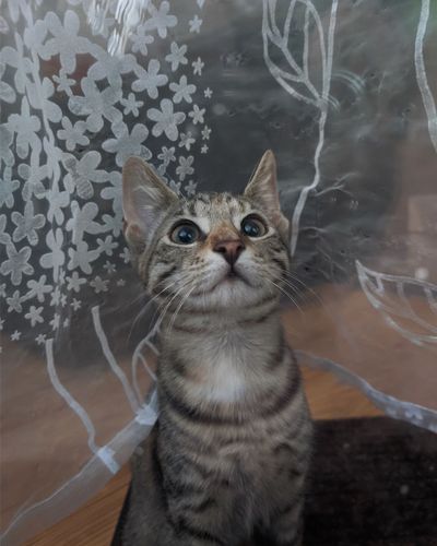 British Shorthair cat