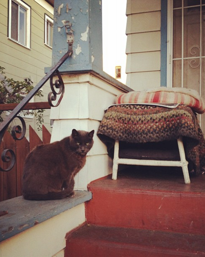 British Shorthair cat