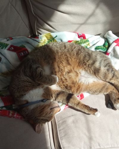 British Shorthair cat