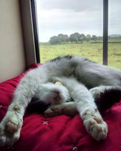 British Shorthair cat