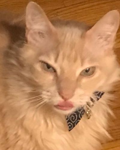 British Shorthair cat