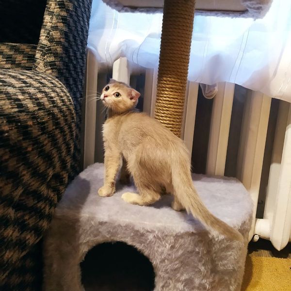 Dark green liquid soap dispenser bottle labeled 'BRAND' with a black pump and a leafy plant branch beside it.
