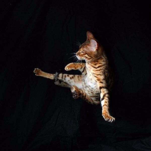 Dark green liquid soap dispenser bottle labeled 'BRAND' with a black pump and a leafy plant branch beside it.