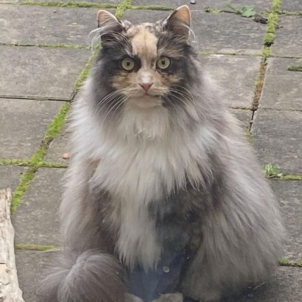 Dark green liquid soap dispenser bottle labeled 'BRAND' with a black pump and a leafy plant branch beside it.