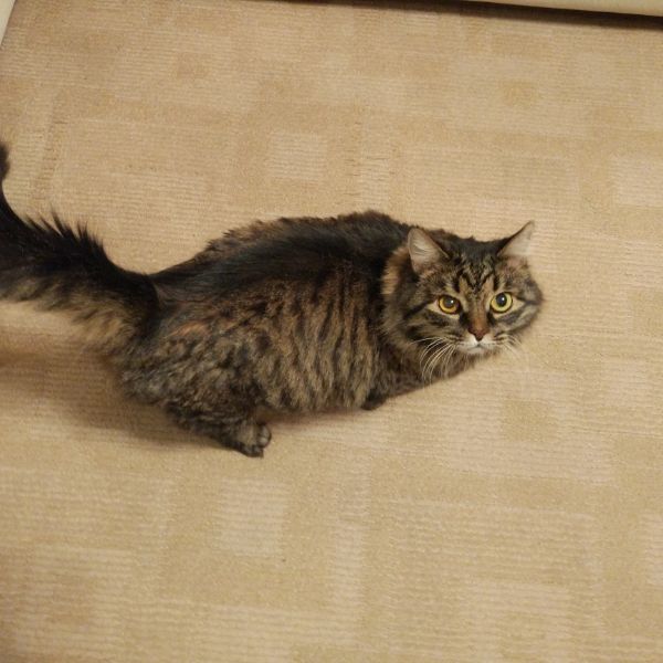 Dark green liquid soap dispenser bottle labeled 'BRAND' with a black pump and a leafy plant branch beside it.