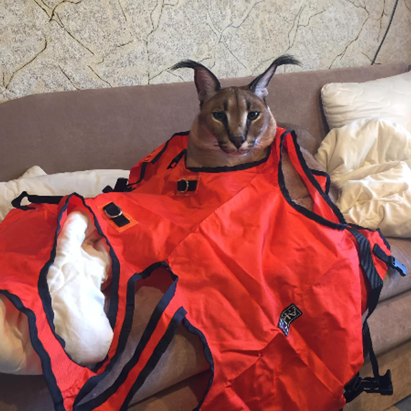 Dark green liquid soap dispenser bottle labeled 'BRAND' with a black pump and a leafy plant branch beside it.