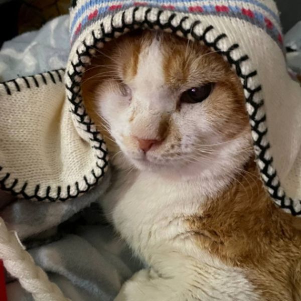 Dark green liquid soap dispenser bottle labeled 'BRAND' with a black pump and a leafy plant branch beside it.