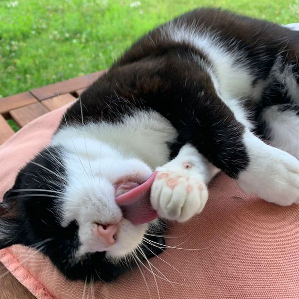 Amber glass bottle of BRAND Eye Contour Serum with a black cap on a sunlit wooden surface.
