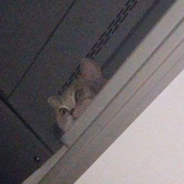 Dark green liquid soap dispenser bottle labeled 'BRAND' with a black pump and a leafy plant branch beside it.