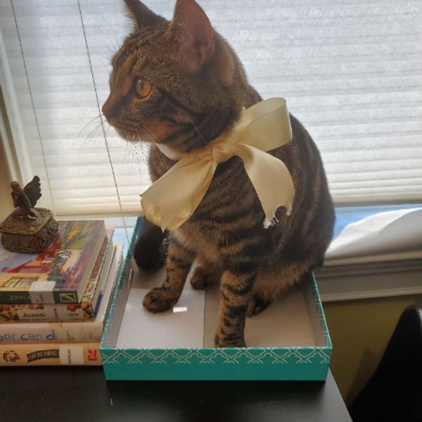 Close-up of a tilted perfume bottle labeled 'BRAND Arkena Eau De Parfum' with amber-colored liquid inside, set against a warm-toned background.