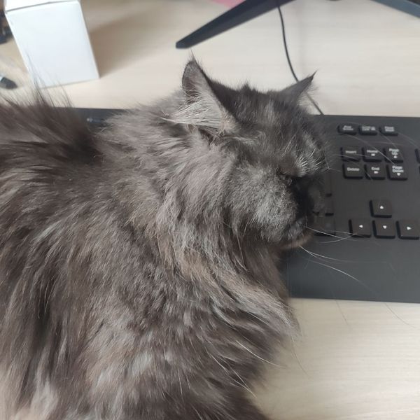 A clear glass perfume bottle with a wooden cap labeled 'BRAND SILVANE,' resting on mossy rocks with sunlight streaming in the background.