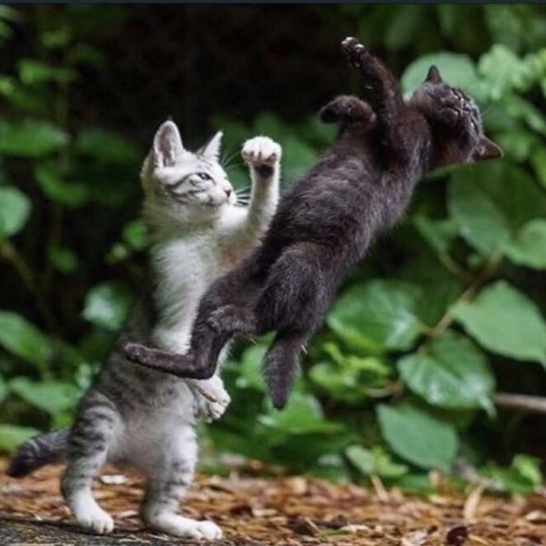A clear glass perfume bottle with a wooden cap labeled 'BRAND SILVANE,' resting on mossy rocks with sunlight streaming in the background.