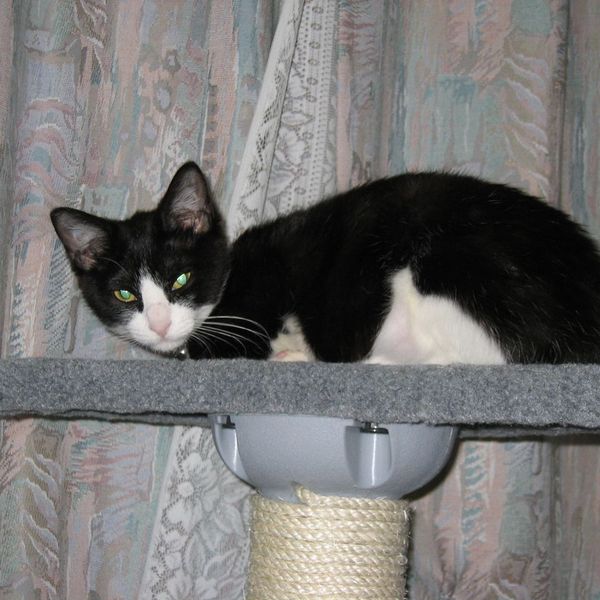 AI generates options.