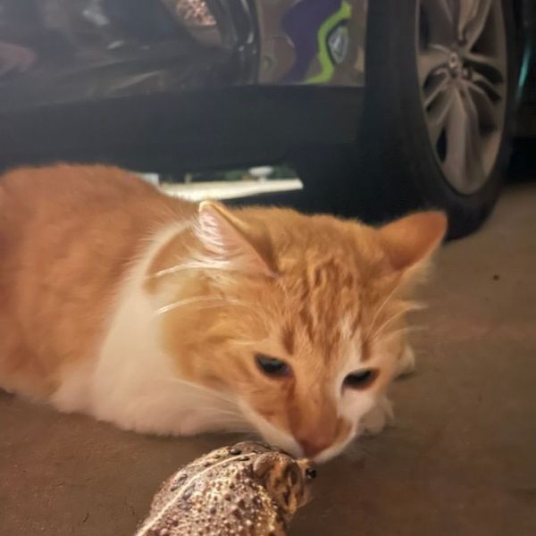 Ready-made assets export.